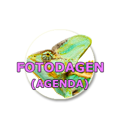 FOTODAGEN/ AGENDA